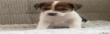 Jack Russell Puppy 1