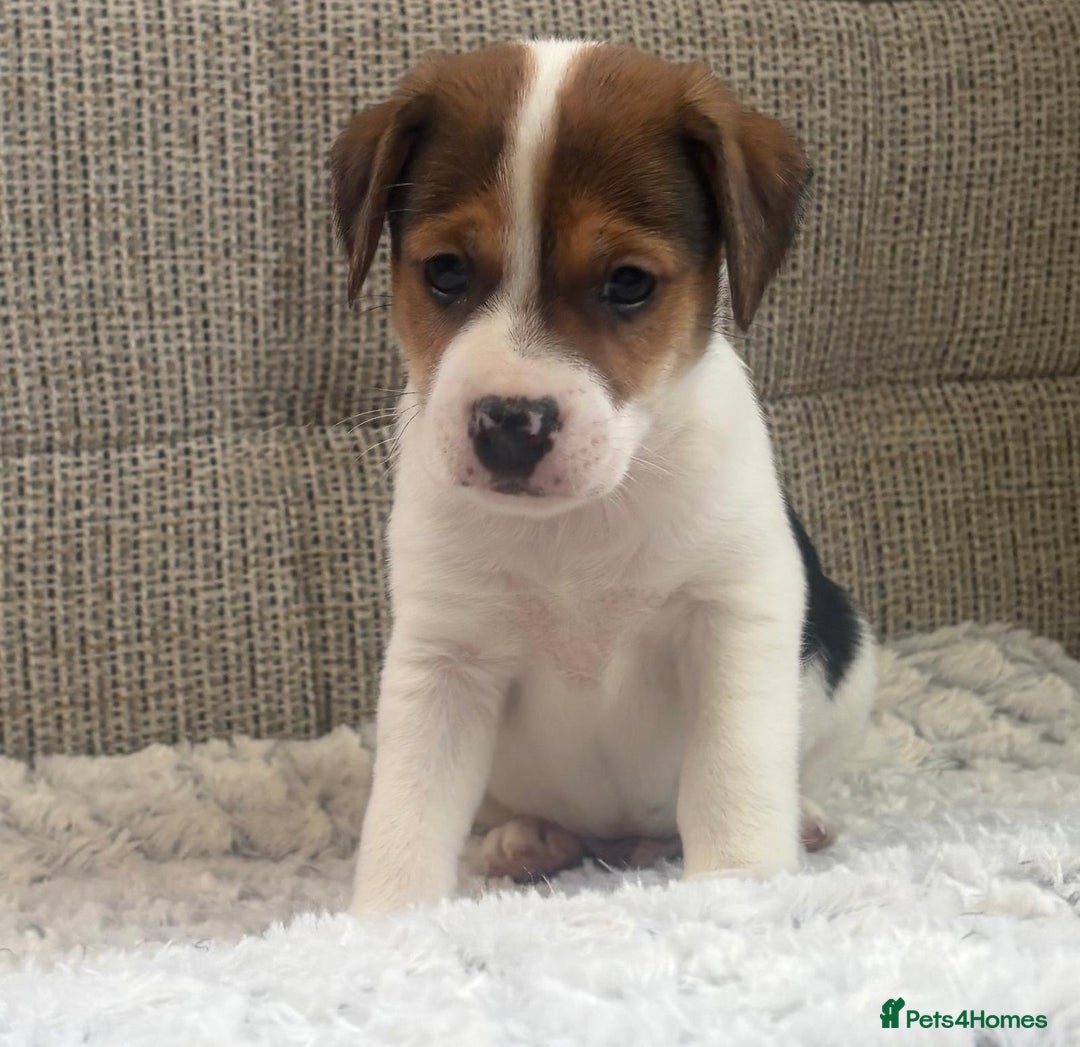 Jack Russell dogs for sale: Gorgeous short-legged Jack Russell Puppies! - Advert 28