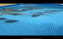 Koi Carp fish for sale: Koi carp  - Image 1