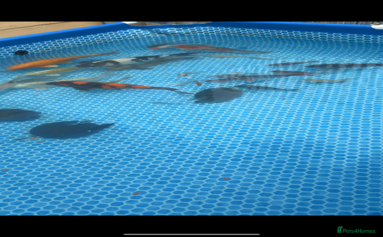 Koi Carp fish - Advert 1