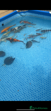 Koi Carp fish - Advert 2