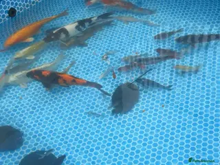 Koi Carp fish Koi carp - Advert 7