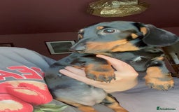 Dachshund dogs for sale: Kc reg first vac chipped licensed bundles of love  - Image 21