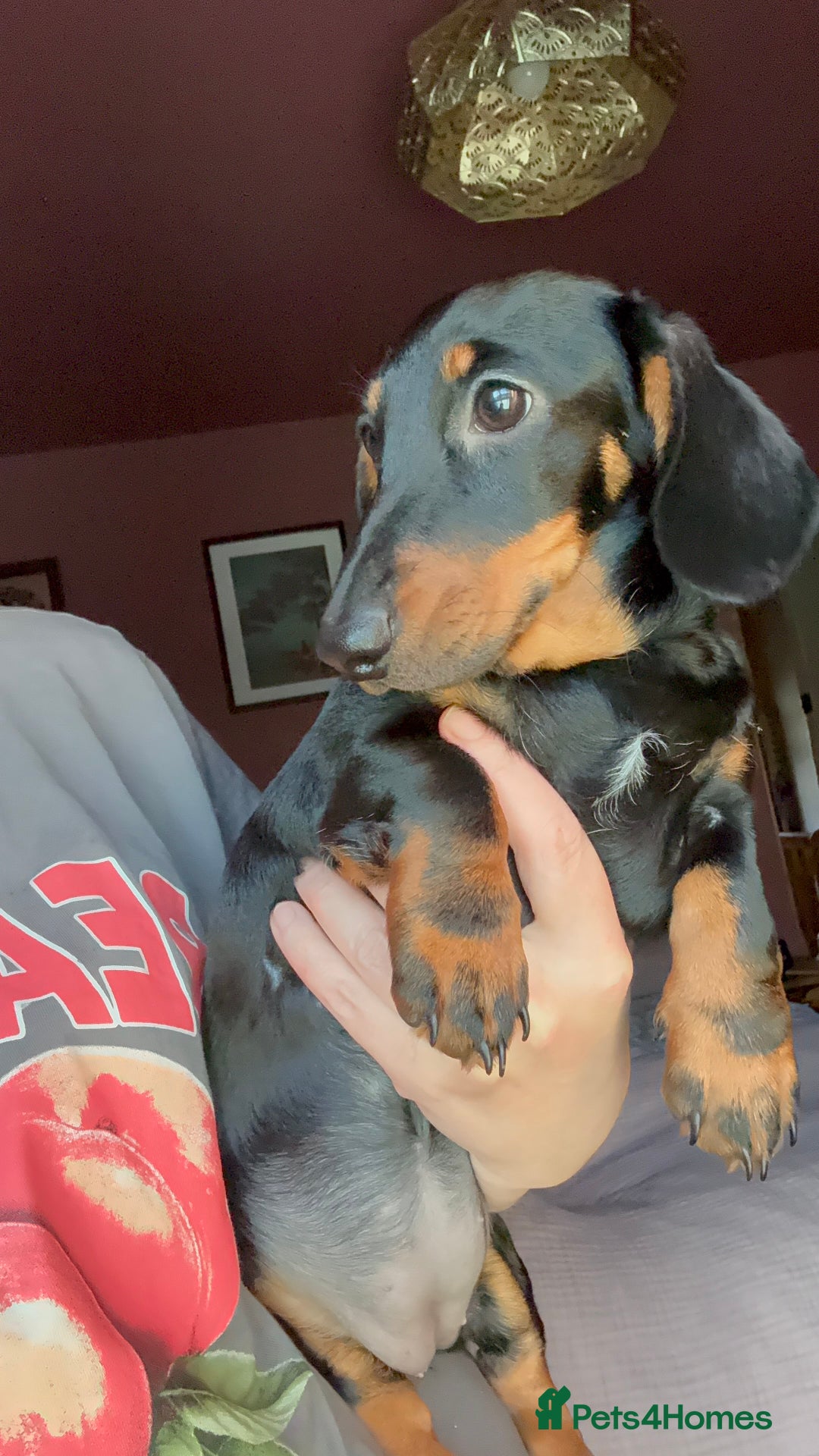 Dachshund dogs for sale: Kc reg first vac chipped licensed bundles of love  - Image 21