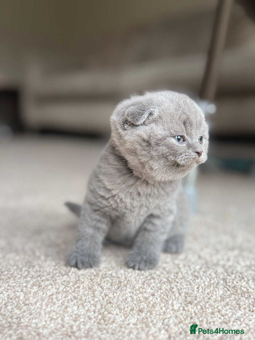 Scottish Fold cats for sale: 3 beautiful female scottish fold & straights 😍🎀 - Advert 7