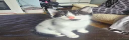 Mixed Breed cats for sale: 3 playing fluffy kittens - Advert 11