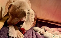 Weimaraner dogs for sale: ✨KC Reg Pups from Champion Bloodlines ✨ - Image 8