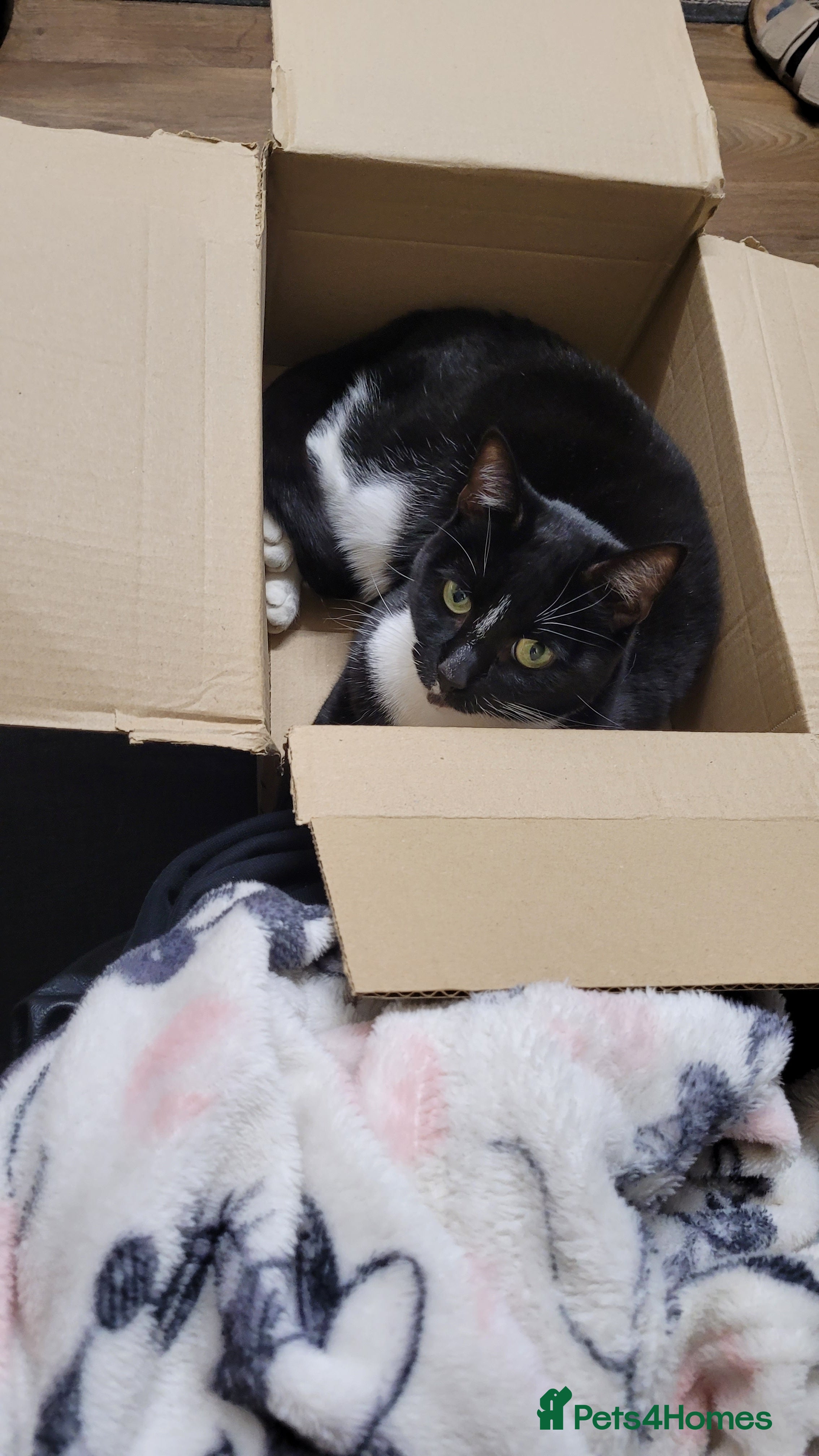 Domestic Shorthair cats 4 beautiful ladies needing new homes - Advert 11