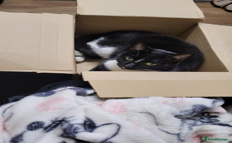 Domestic Shorthair cats - Advert 4