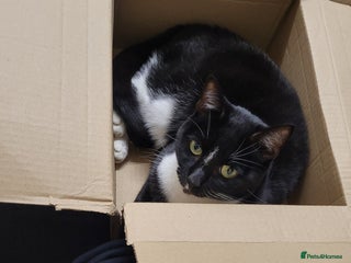 Domestic Shorthair cats for sale - Advert 1