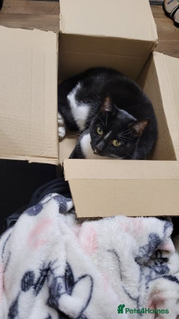 Domestic Shorthair cats - Advert 1