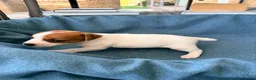 Jack Russell dogs for sale: Beautiful Jack Russell pups, petite, smooth coat.  - Advert 29