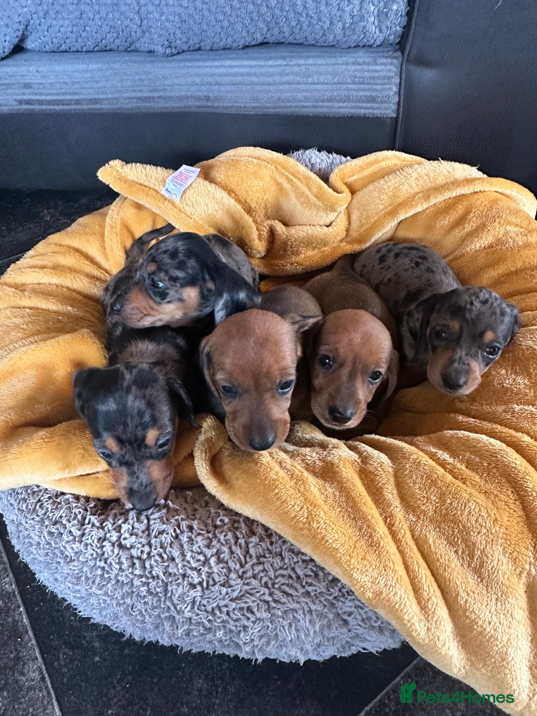 Miniature Dachshund dogs for sale: Male miniature dachshund puppies need homes❤️🐾 - Image 11
