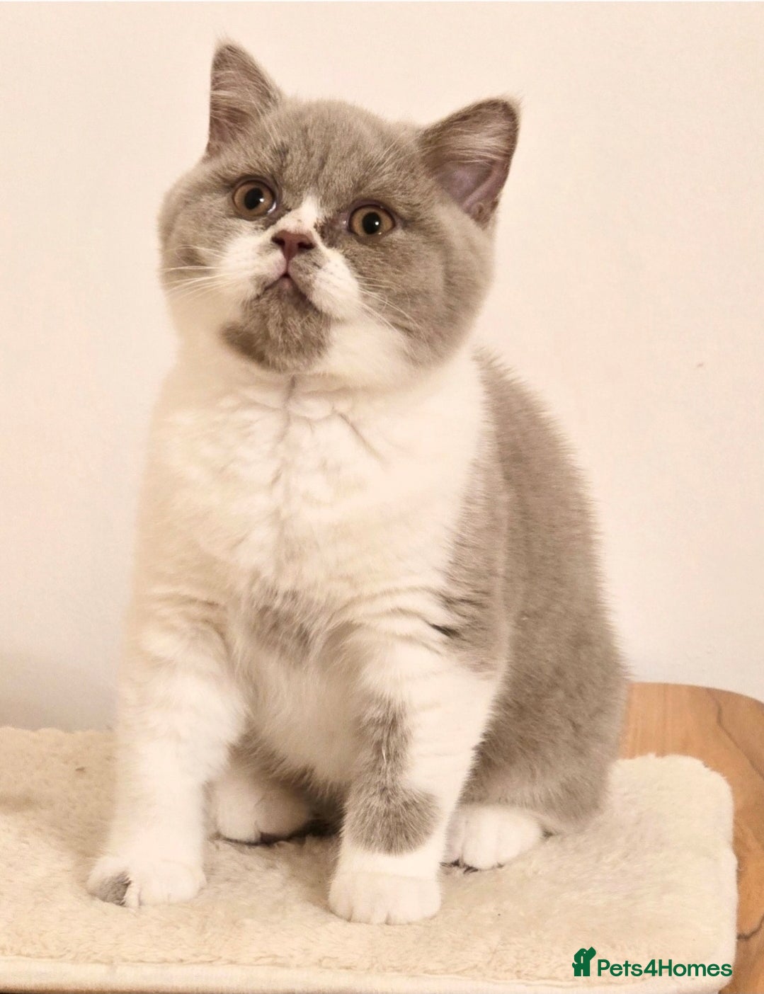British Shorthair cats 💫 TICA pedigree reg British Shorthair Males - Advert 1