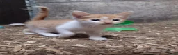 Mixed Breed cats for sale: Friendly Farm Kittens - Advert 8