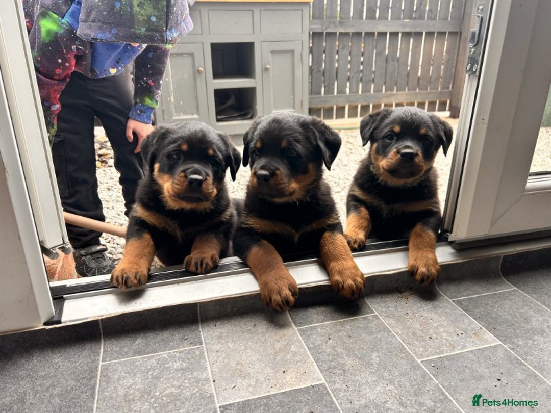 Rottweiler dogs for sale: 🖤 Outstanding Rottweiler Puppies 🐶🏡 - Image 3