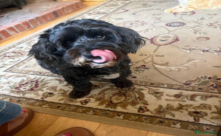 Shihpoo dogs - Advert 1