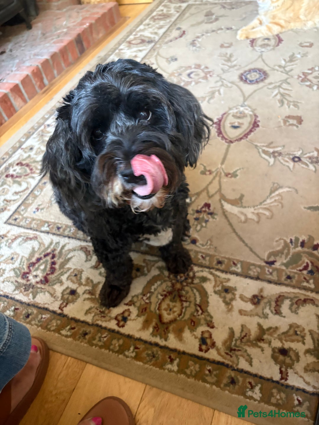 Shihpoo dogs for sale: Fat Fred - Image 1