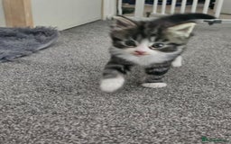 Mixed Breed cats for sale: Gorgeous fluffy kittens.READY NOW - Image 5