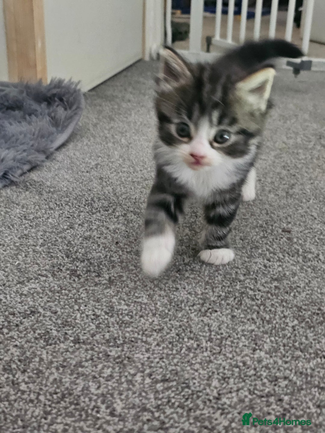 Mixed Breed cats for sale: Gorgeous fluffy kittens.READY NOW - Image 5