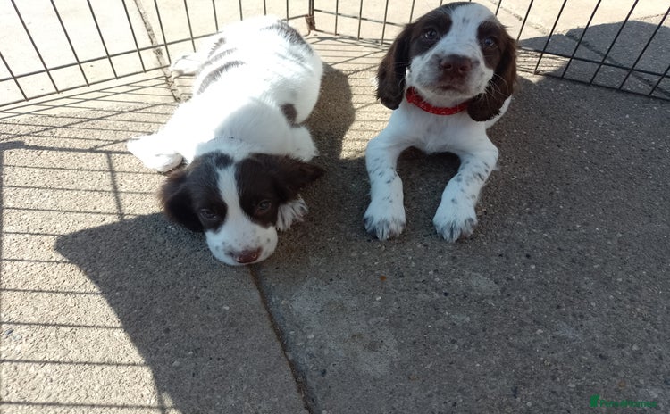 English Springer Spaniel dogs - Advert 7