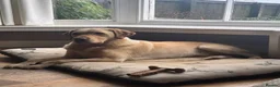Labrador Retriever dogs for sale: Gorgeous Labrador Puppies Vet Checked, Ready Now  - Advert 5