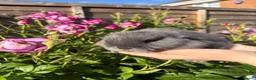Mini Lop rabbits for sale: 💫🌼MINI LOP BUNNIES🌼💫 - Advert 14