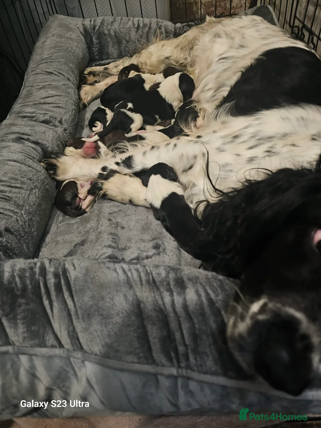 Sprollie dogs for sale: Sprollie - Advert 2