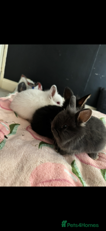 Mixed Breed rabbits - Advert 15