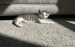 Mixed Breed cats for sale: 7 beautiful kittens ready for a loving home - Image 10