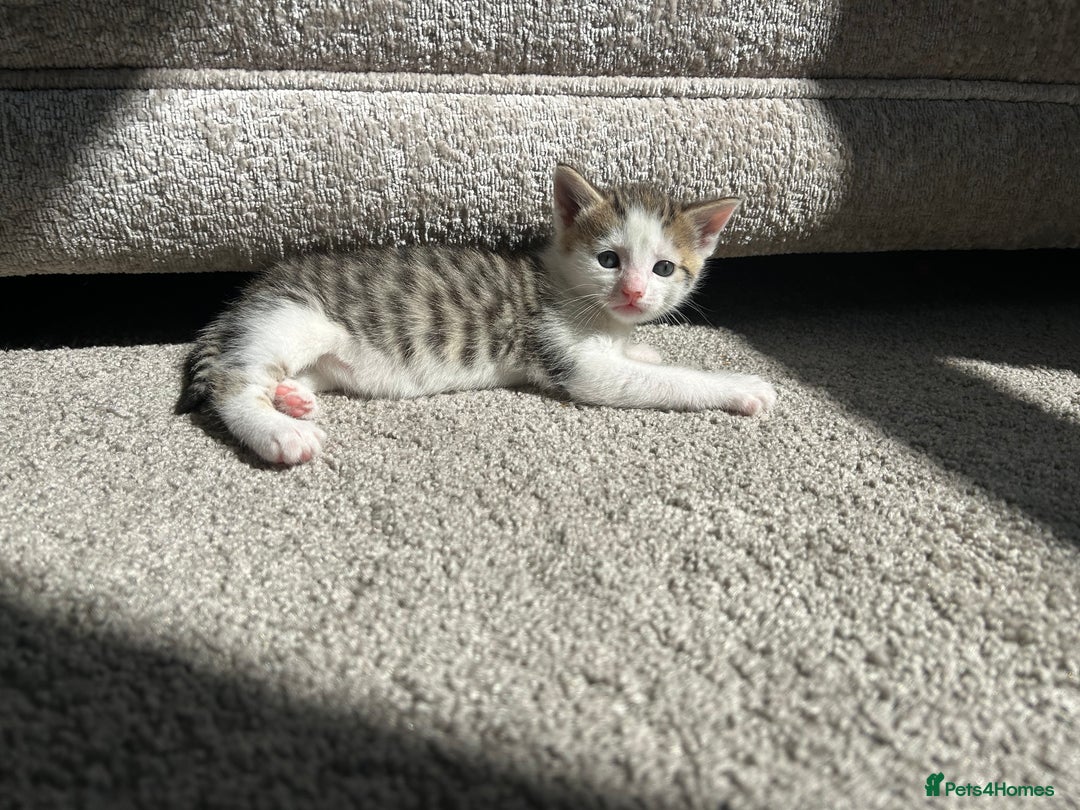 Mixed Breed cats for sale: 7 beautiful kittens ready for a loving home - Image 10