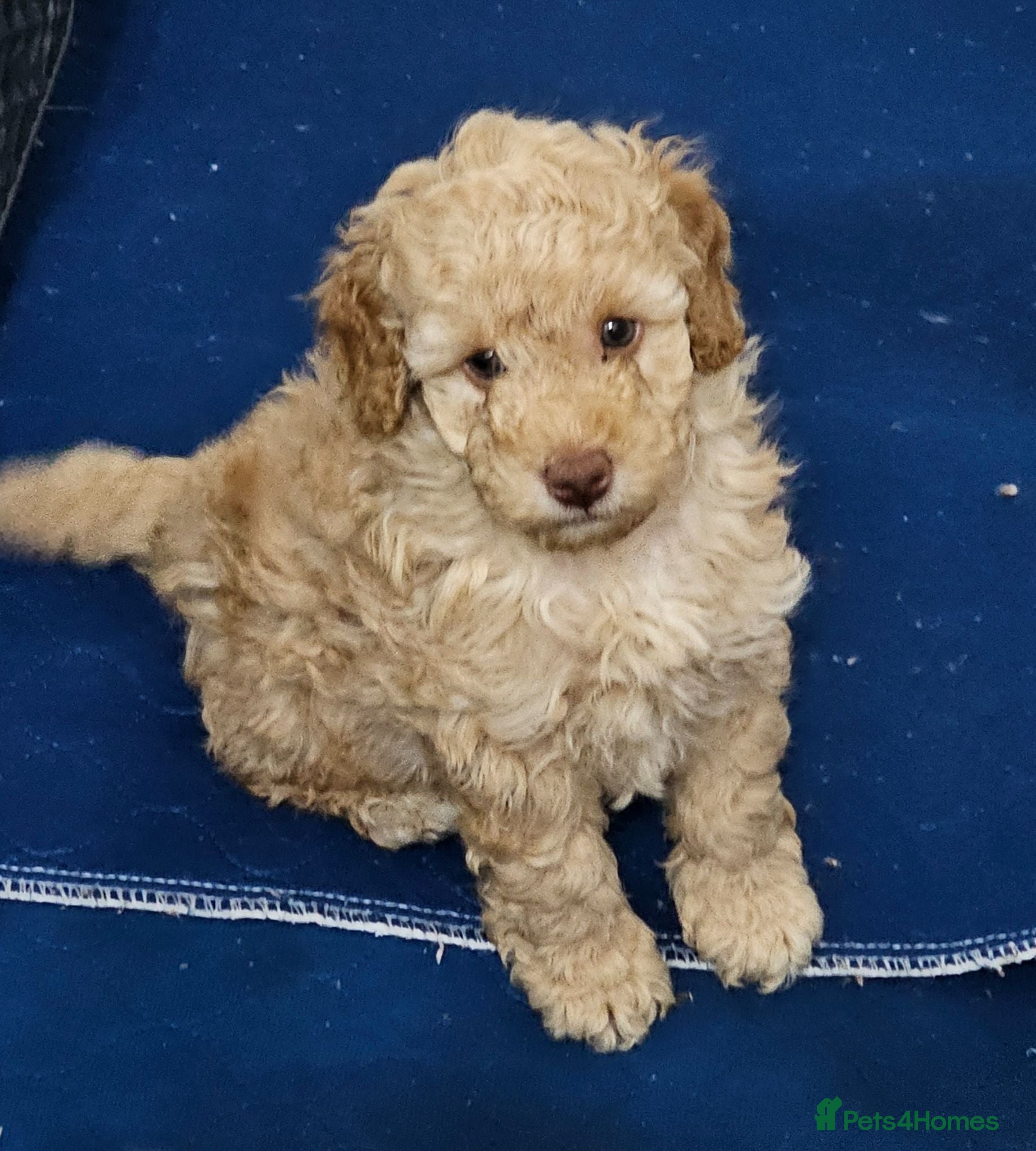 Miniature Poodle dogs Stunning kc registered minature poodle pups  - Advert 1