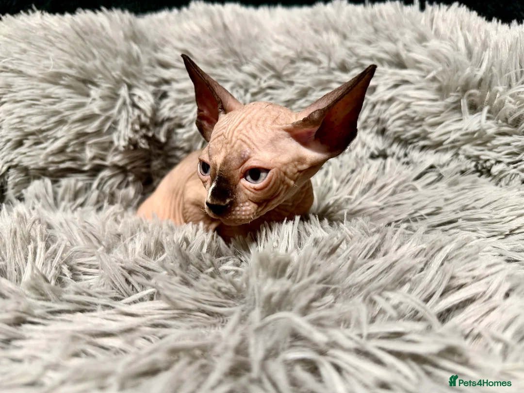 Sphynx cats for sale: TICA Reg Sphynx Kittens, Extensive Genetic Testing - Advert 9
