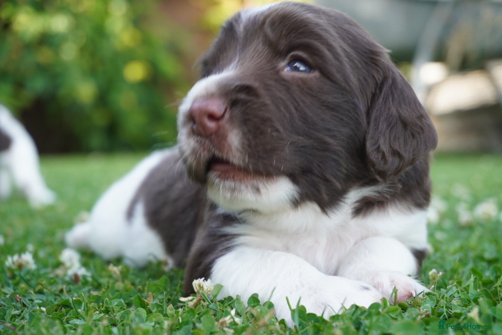 English Springer Spaniel dogs Beautiful Springer Spaniel Puppies For Sale  - Advert 1