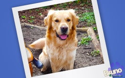 Golden Retriever dogs for stud: KCReg Well Proven Golden Stud, Health & DNA Tested in Wilmslow - Image 8