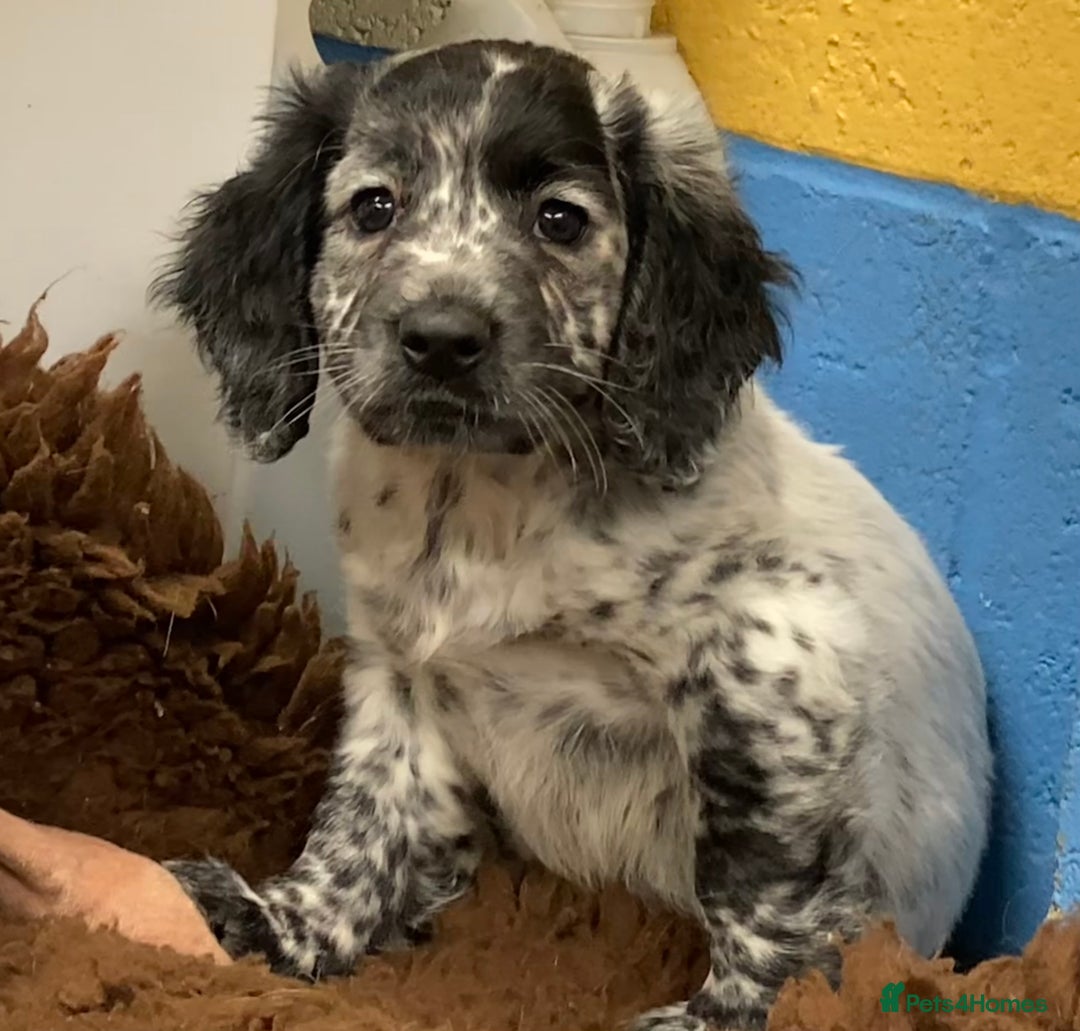 Cocker Spaniel dogs for sale: Cocker Spaniel puppies - Image 10