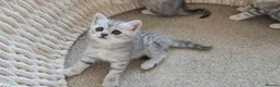 British Shorthair cats for sale: 🏆 Pedigree Silver British Shorthair Kittens 🏆 - Advert 10