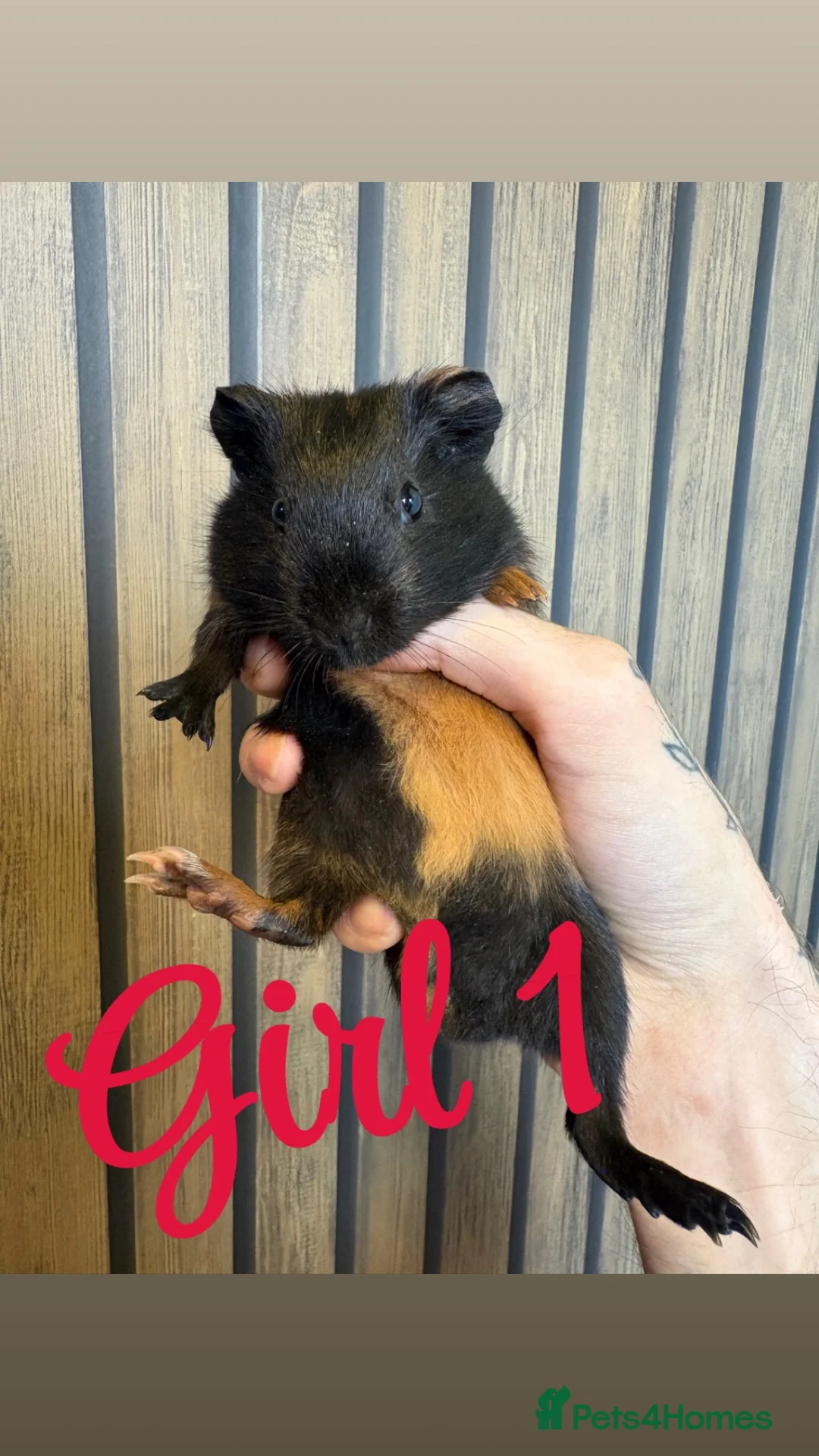Guinea Pig rodents for sale: 8 week old female guinea pigs - Advert 2