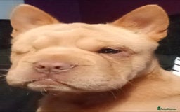 Mixed Breed dogs for sale: Stunning little beauty  - Advert 2