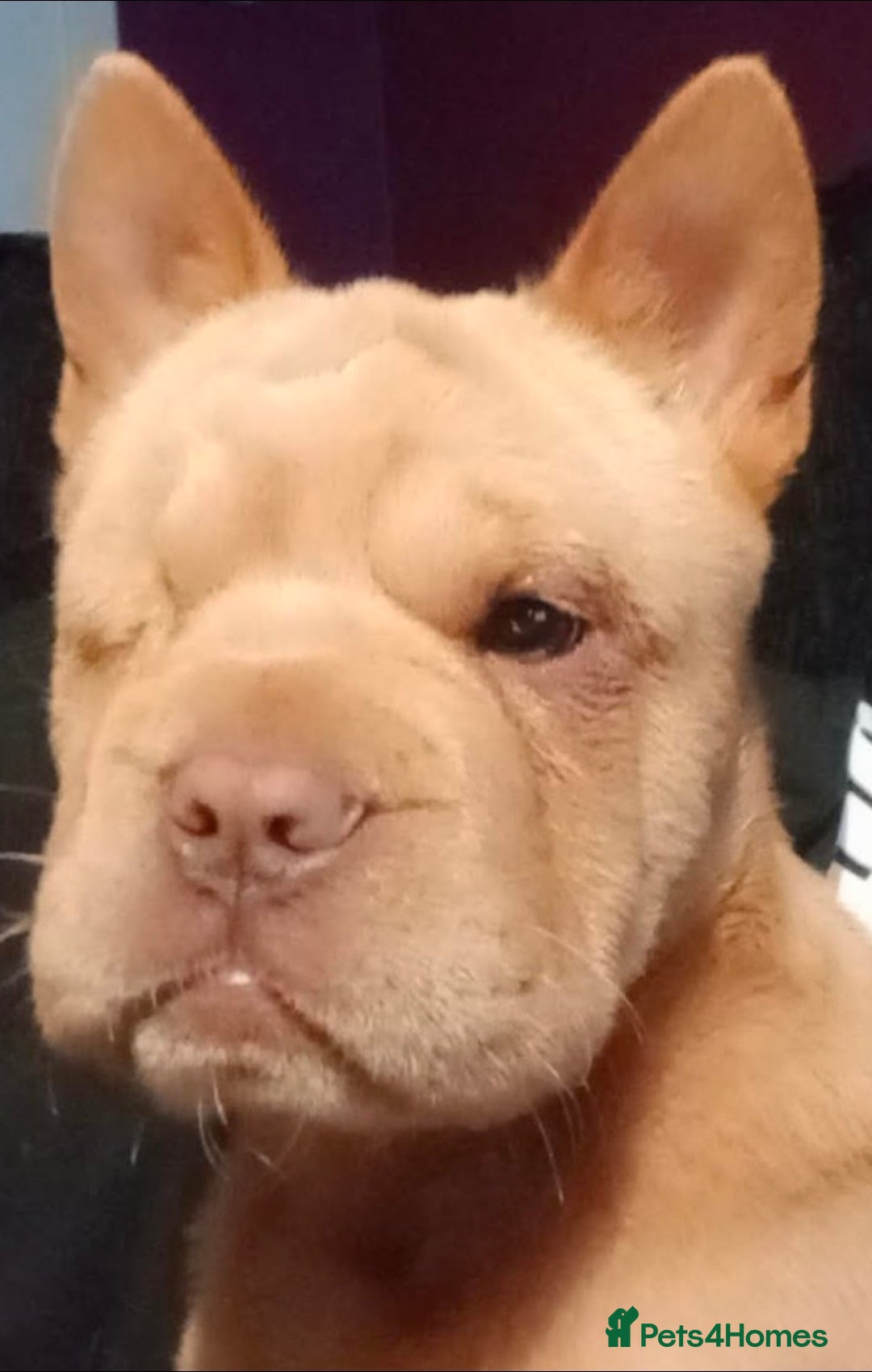 Mixed Breed dogs for sale: Stunning little beauty  - Advert 2