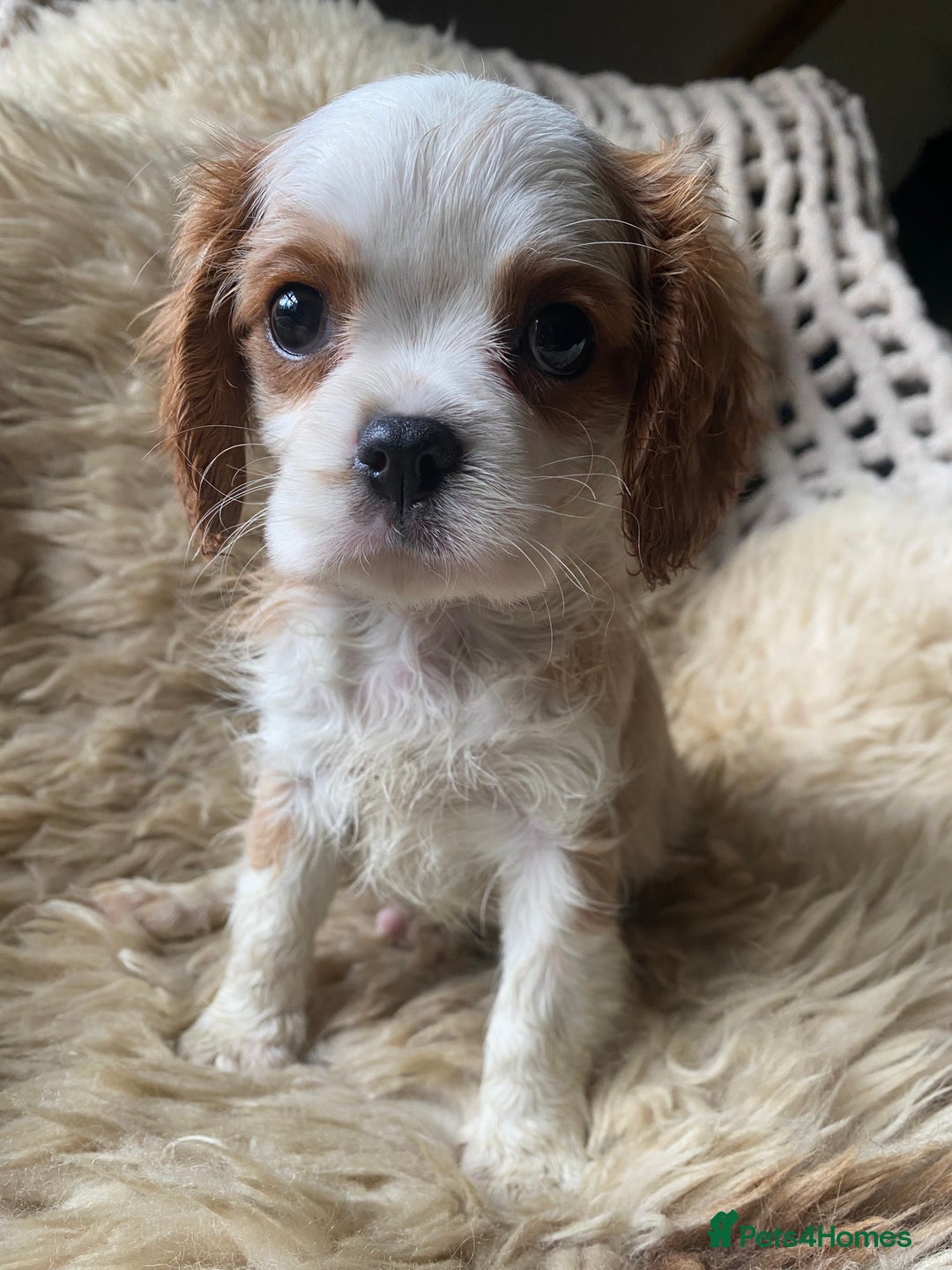 Cavalier King Charles Spaniel dogs for sale: Cavalier King Charles spaniel boy,ready now. - Advert 1