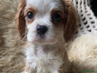Cavalier King Charles Spaniel dogs Cavalier King Charles spaniel boy,ready now. - Advert 1