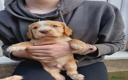 Cocker Spaniel dogs for stud: KC REGISTERED WORKING COCKER SPANIEL FOR STUD in Rhayader - Image 24