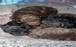 Maltipoo dogs for sale: Toy maltipoos - Image 1