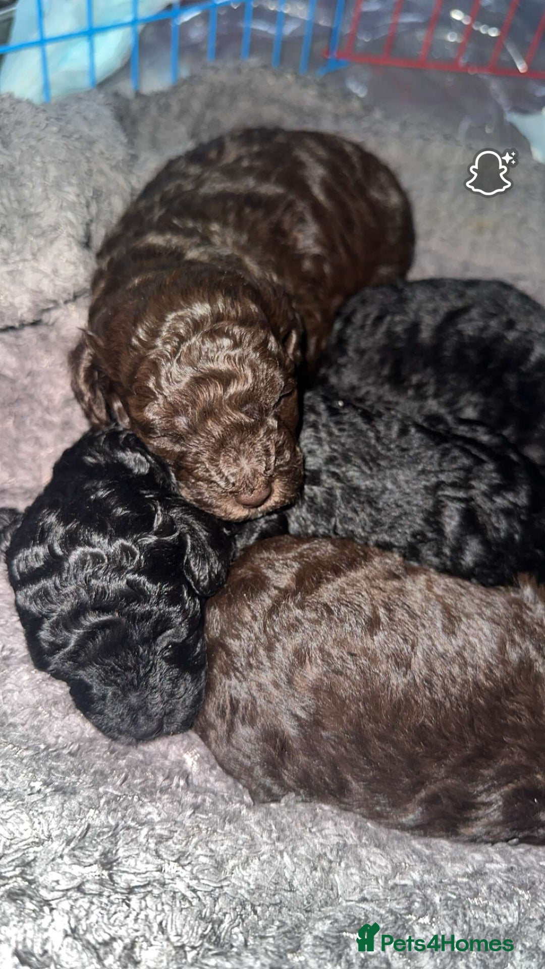 Maltipoo dogs for sale: Toy maltipoos - Image 1