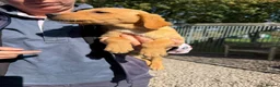Labrador Retriever dogs for sale: Available Immediately! - Advert 9