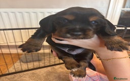 Cocker Spaniel dogs for sale: 4 cocker spaniel puppies, mum and dad family pets - Advert 14