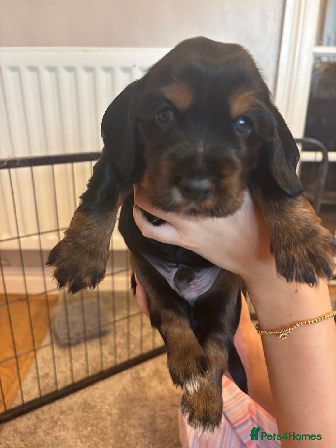 Cocker Spaniel dogs for sale: 4 cocker spaniel puppies, mum and dad family pets - Advert 14