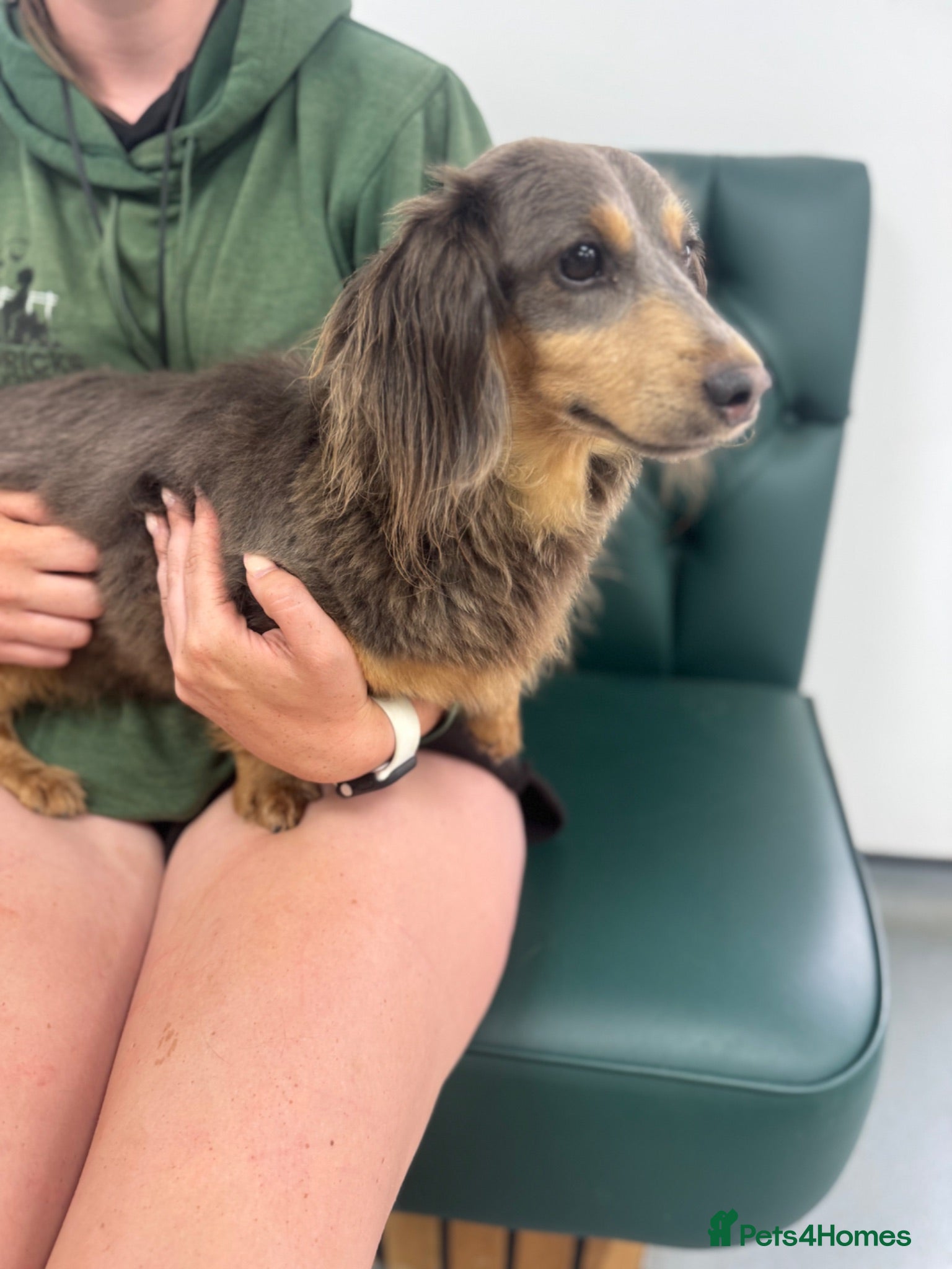 Miniature Dachshund dogs Adult miniature dachshund PRA clear - Advert 1