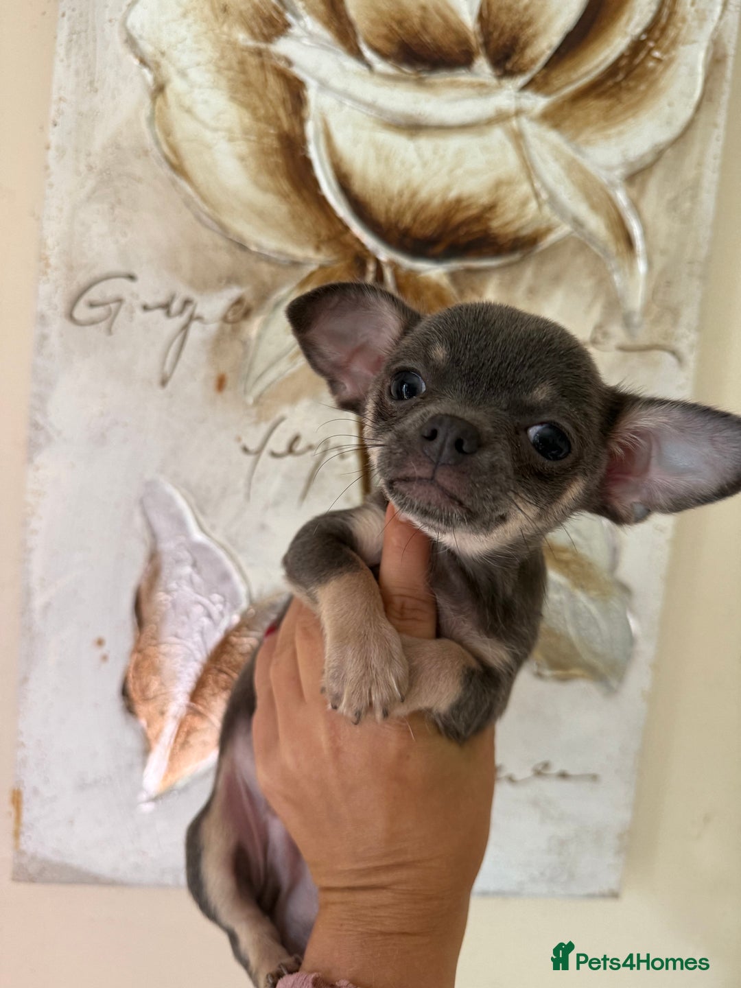 Chihuahua dogs for sale: Lilac tricolour chihuahua puppies - Image 16